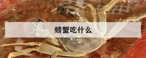 螃蟹吃什么食物？杂食动物食物来源非常广泛