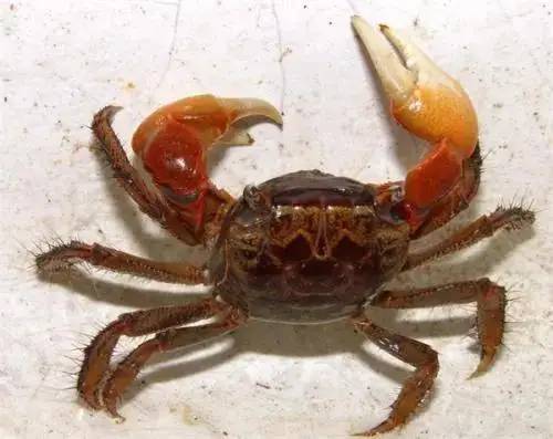 螃蟹吃什么食物？杂食动物食物来源非常广泛