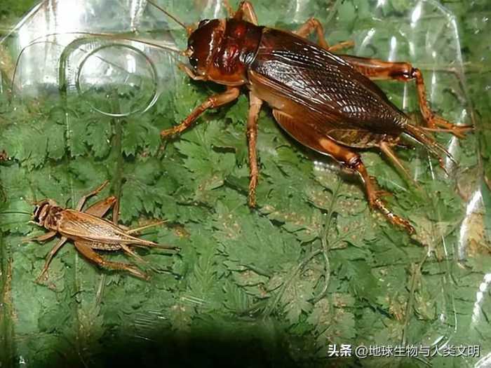 【动物界全系列】剑尾亚目—蟋蟀科（中）：斗蟋