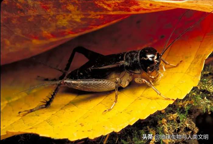 【动物界全系列】剑尾亚目—蟋蟀科（中）：斗蟋