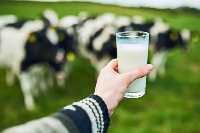 真假“鲜”牛奶：保质期长达20天，哪些乳企在“钻空子”？